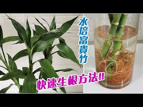 發財竹變黃|開運竹怎麼養？四招搞定綠意盎然 